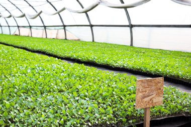 lahana fidan büyüyen