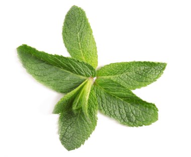 Taze nane yaprakları   