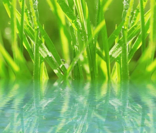 Sfondo naturale con erba verde — Foto Stock