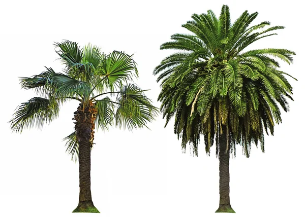 Palm trees isolated — Stock Photo, Image