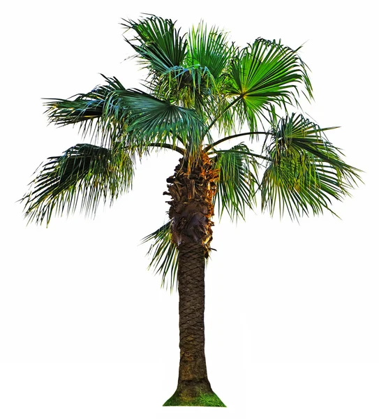 Palmový strom izolován — Stock fotografie