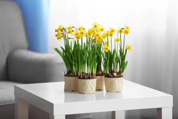 Blooming narcissus flowers — Stock Photo, Image