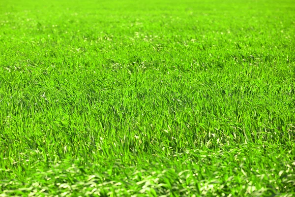 Campo de cultivos de trigo verde — Foto de Stock