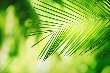 yeşil yapraklar arkaplan