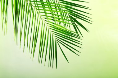 Palmiye ağacının yeşil yaprağı 