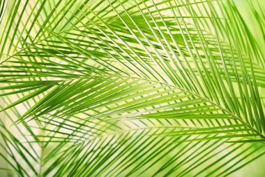 yeşil yapraklar arkaplan