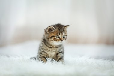 küçük şirin kedi yavrusu