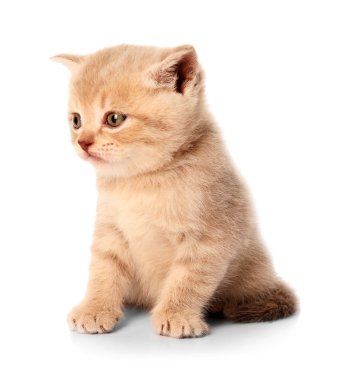 küçük şirin kedi yavrusu