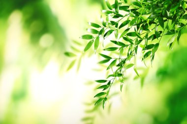 yeşil yapraklar arkaplan