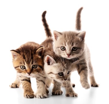 Küçük şirin yavru kedi