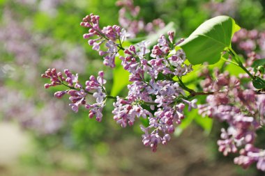 Leylak, closeup dallarında