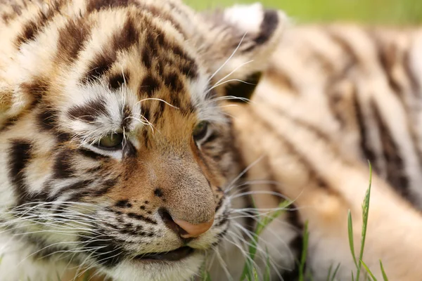 芝生の上の赤ちゃんトラ — ストック写真