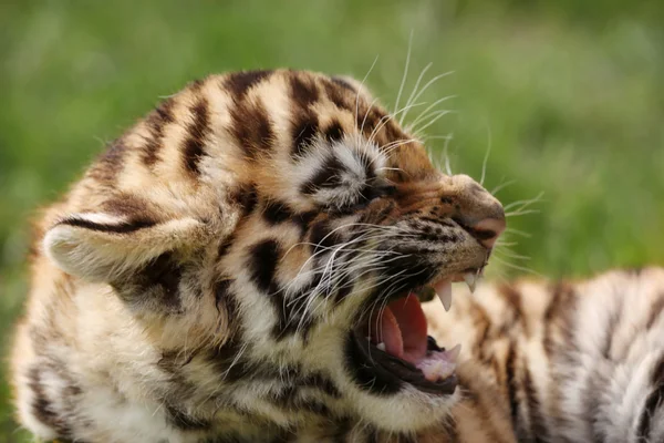 Baby tiger  on grass — Stock Photo, Image