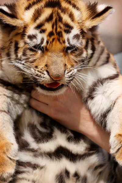 Female hands holding baby tiger — Stock Photo, Image