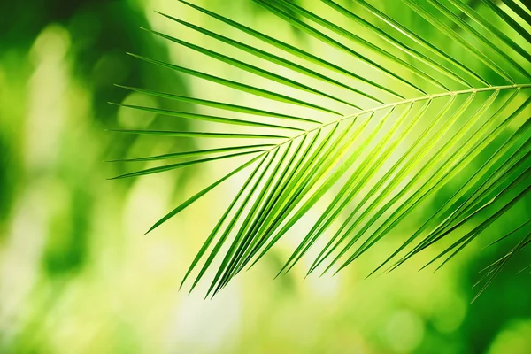 yeşil yapraklar arkaplan