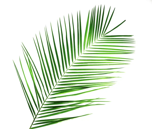 Palmiye ağacının yeşil yaprağı 