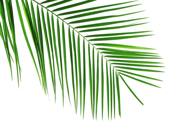 Зеленый лист пальмы — стоковое фото