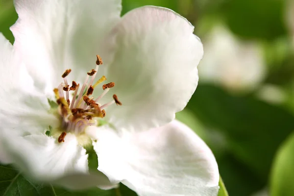 Beautiful quince flower — Stock Photo, Image