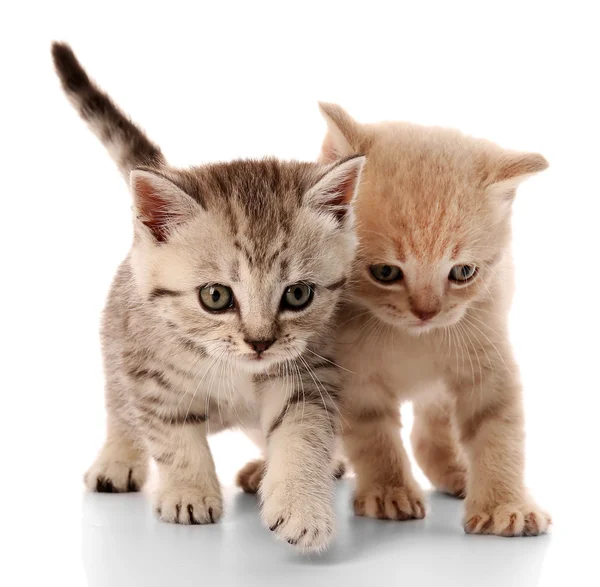Маленькие милые котята — стоковое фото