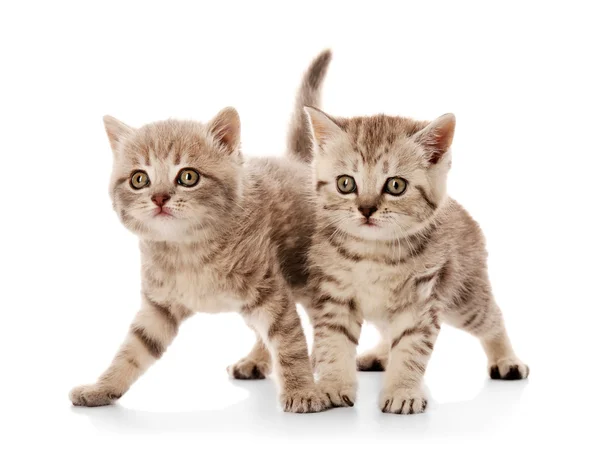 Piccoli gattini carini — Foto Stock
