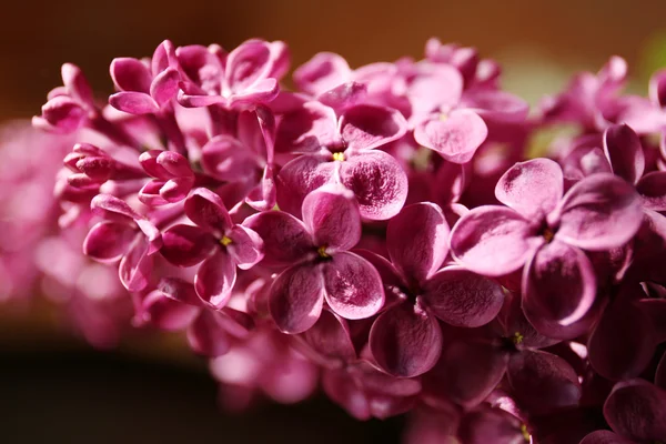 Krásná fialová Lila — Stock fotografie