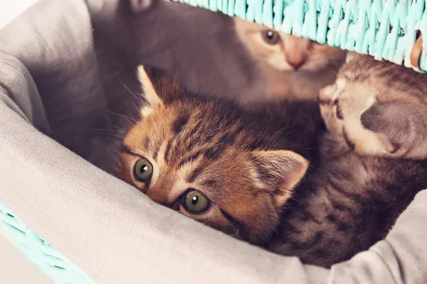 Piccoli gattini carini — Foto Stock