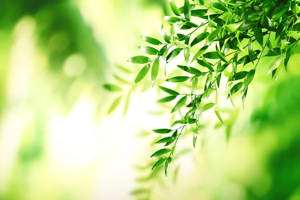 yeşil yapraklar arkaplan