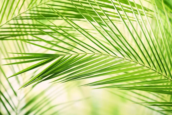 yeşil yapraklar arkaplan