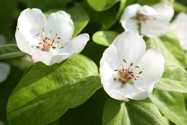 Beautiful quince flowers — Stock Photo, Image