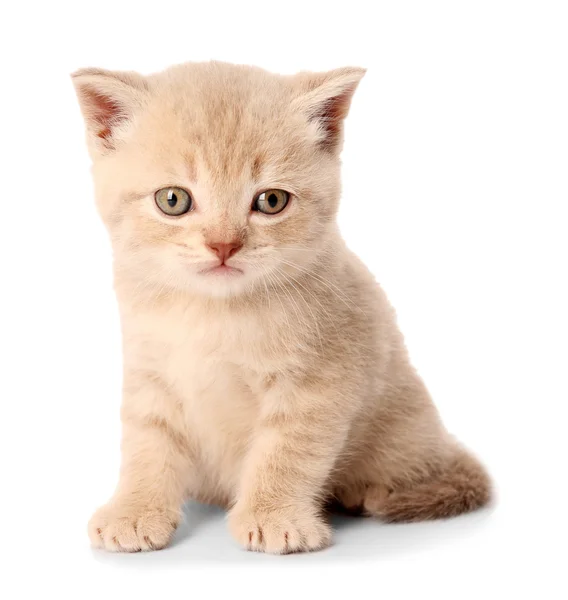 Pequeno gatinho bonito — Fotografia de Stock