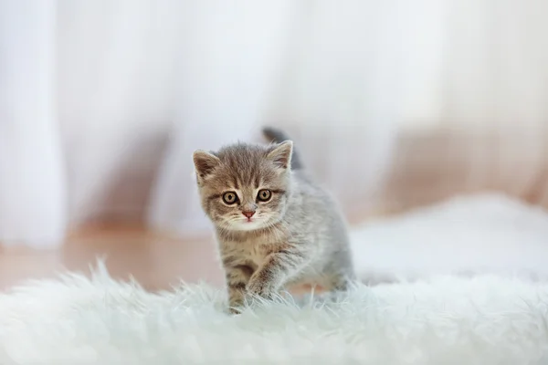 Liten söt kattunge — Stockfoto