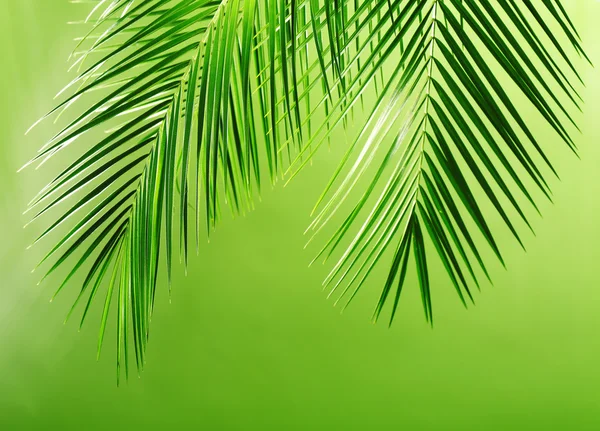 Hoja verde de palmera — Foto de Stock