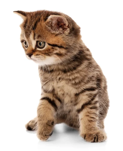 Pequeno gatinho bonito — Fotografia de Stock