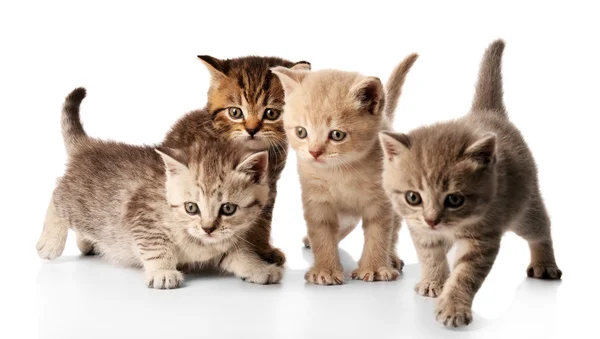 Small cute kittens — Stock Photo, Image