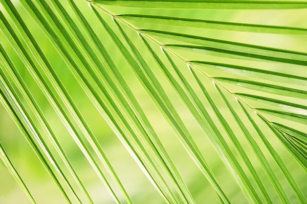 Green leaves background — Stock Photo, Image