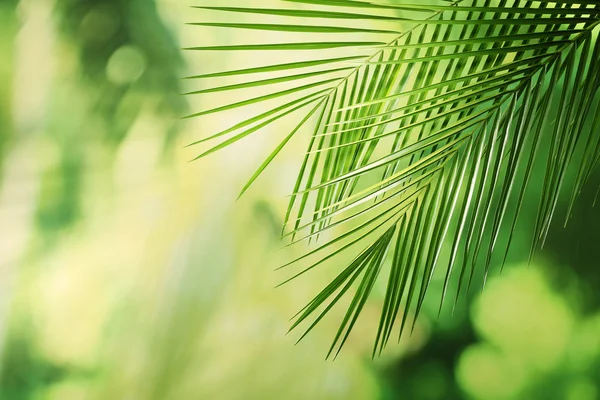 yeşil yapraklar arkaplan