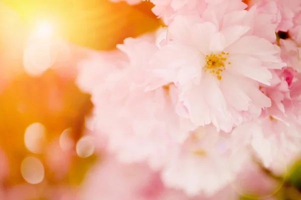 Árvore de sakura florescente — Fotografia de Stock