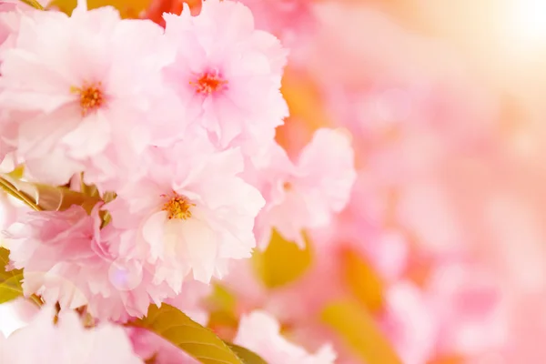 Albero di sakura fiorito — Foto Stock