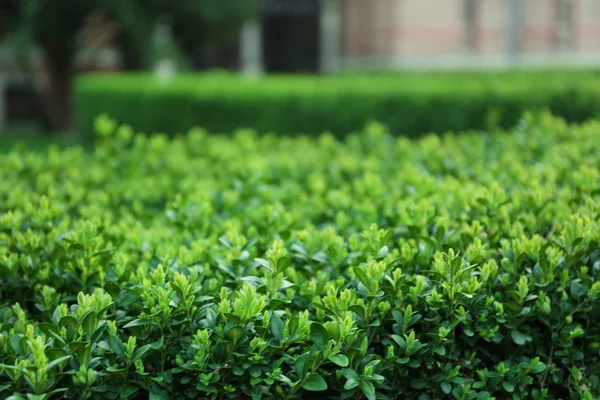 Yeşil yemyeşil çalılar