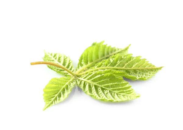 Green fresh leaves — Stock Photo, Image