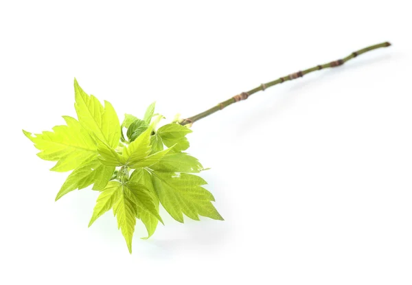 Grønne blader på hvitt – stockfoto