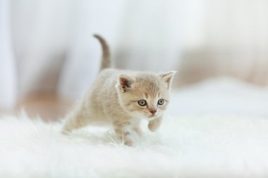 küçük şirin kedi yavrusu