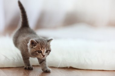 küçük şirin kedi yavrusu