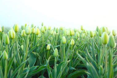 güzel çiçek açan laleler