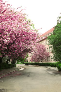 Çiçek açması pembe sakura ağaçlar