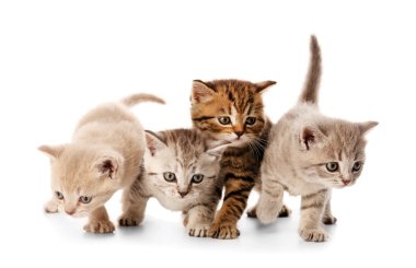 Küçük şirin yavru kedi