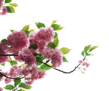 Sakura çiçek yakın çekim