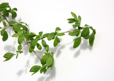 Arka plan ağaç dal