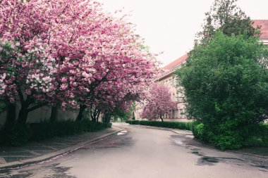 Çiçek açması pembe sakura ağaçlar