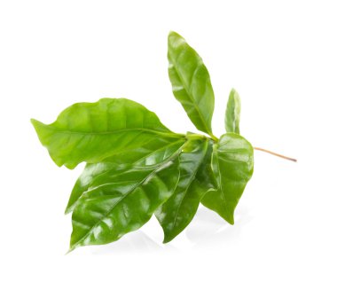 Beyaz yeşil yapraklar